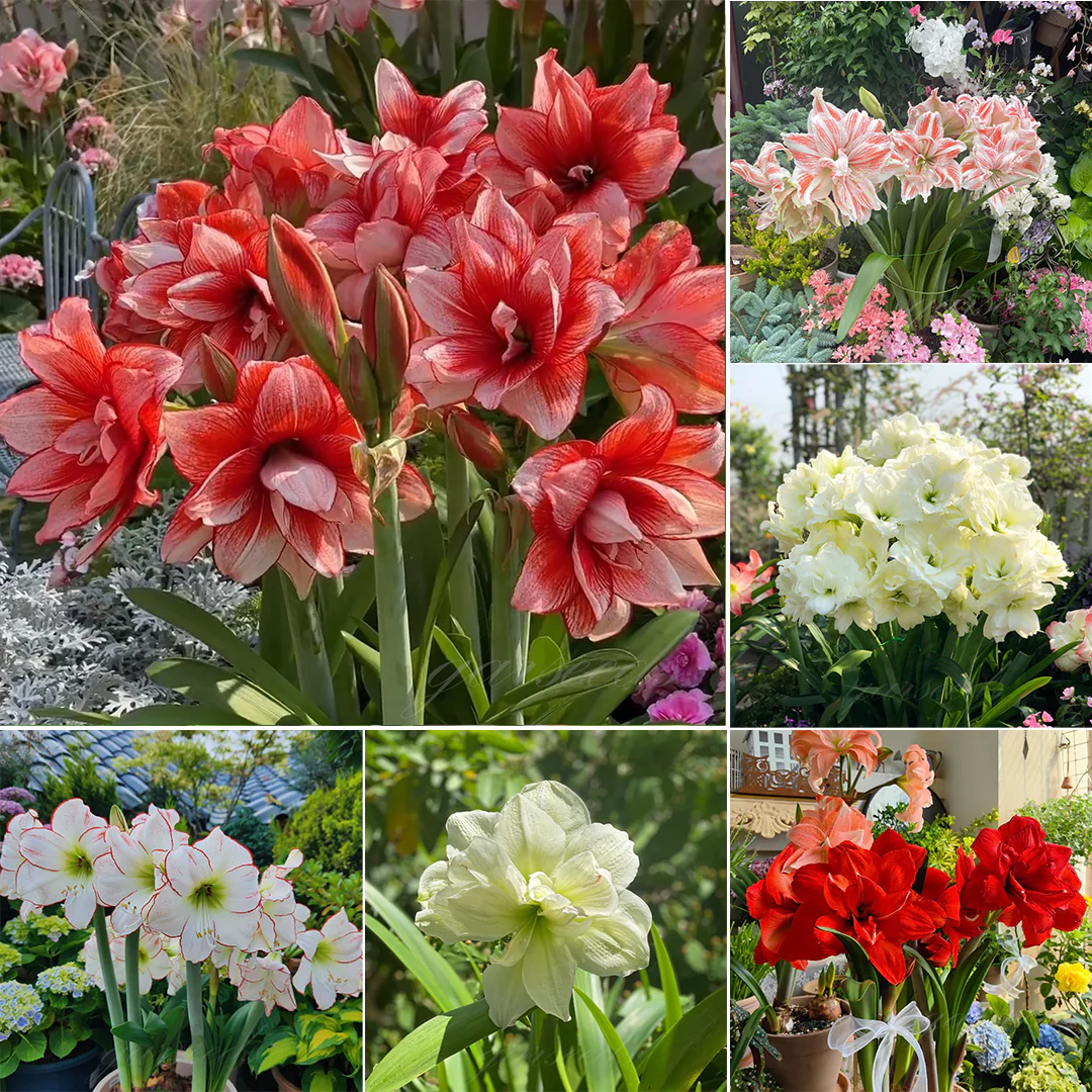 Double flower amaryllis bulbs🌼